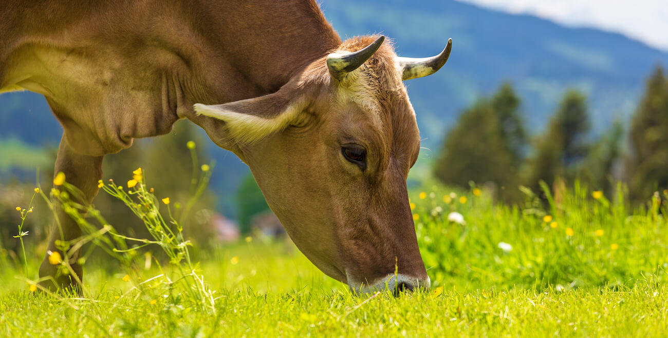 basis-unserer-produkte-milk-and-easy basis-unserer-produkte-milk-and-easy
